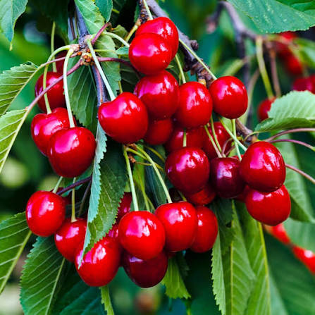 Ingredient image